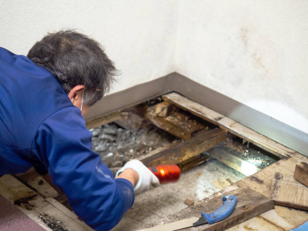 Best Toxic Mold Removal  in Bevil Oaks, TX
