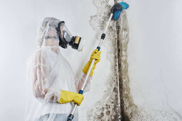 Best Crawl Space Mold Removal  in Bevil Oaks, TX