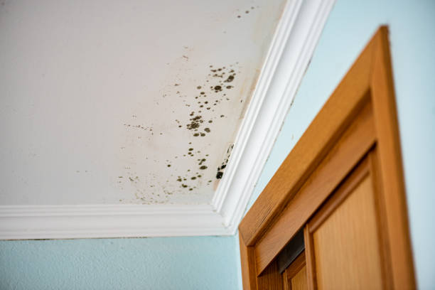 Best Crawl Space Mold Removal  in Bevil Oaks, TX
