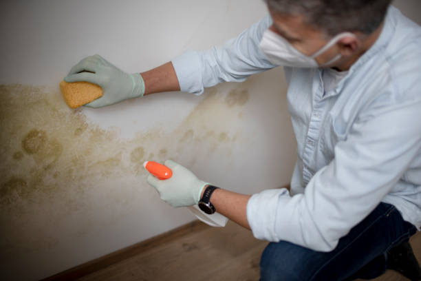 Best Mold Cleaning Services  in Bevil Oaks, TX