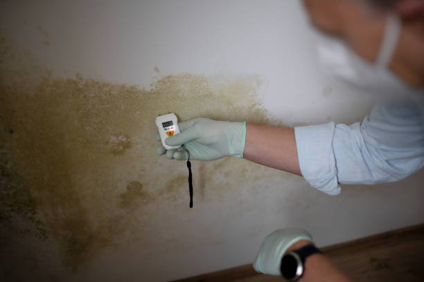 Best Mold Testing and Removal  in Bevil Oaks, TX
