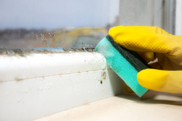 Best Office Mold Removal Services  in Bevil Oaks, TX