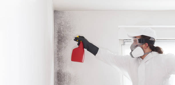 Best Same-Day Mold Removal  in Bevil Oaks, TX