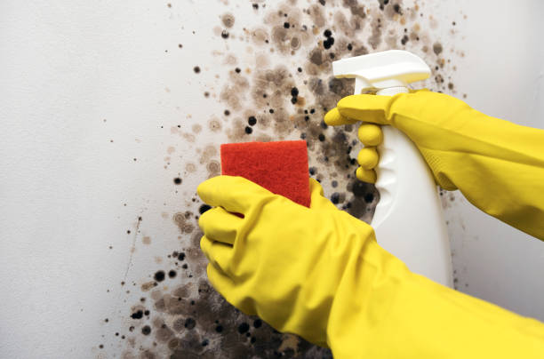 Professional Mold Removal in Bevil Oaks, TX