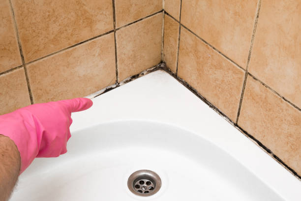Best Toxic Mold Removal  in Bevil Oaks, TX
